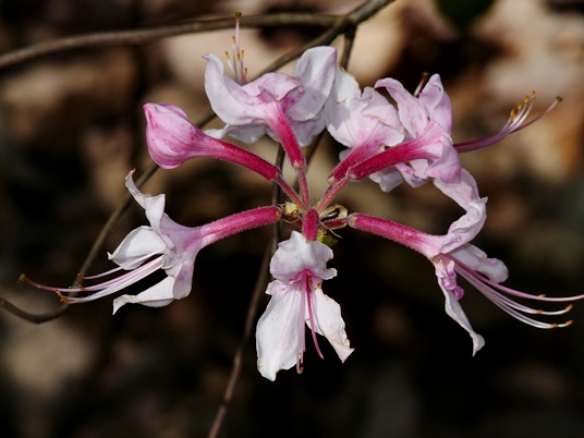 {Rhododendron periclymenoides}